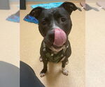 Small #10 American Pit Bull Terrier Mix