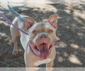 American Staffordshire Terrier Dogs for adoption in Martinez, CA, USA