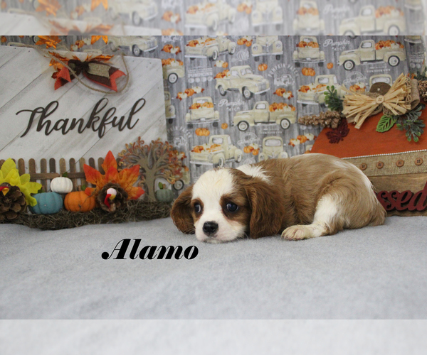 Medium Photo #3 Cavalier King Charles Spaniel Puppy For Sale in CHANUTE, KS, USA