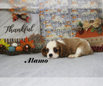 Small #1 Cavalier King Charles Spaniel