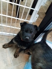 German Shepherd Dog Puppy for sale in COMMERCE, GA, USA