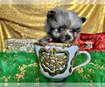 Small Photo #4 Pomeranian Puppy For Sale in HAYWARD, CA, USA