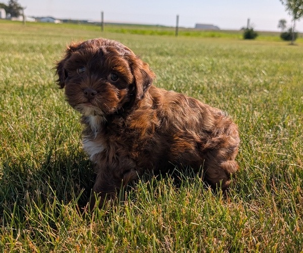 Medium Photo #8 ShihPoo Puppy For Sale in GOSHEN, IN, USA