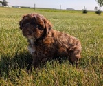 Small #7 ShihPoo