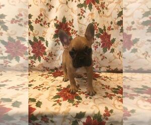 French Bulldog Puppy for sale in LIVE OAK, TX, USA