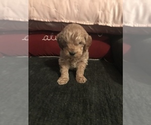 Australian Labradoodle Puppy for sale in STOKESDALE, NC, USA