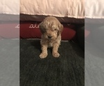 Small Photo #1 Australian Labradoodle Puppy For Sale in STOKESDALE, NC, USA