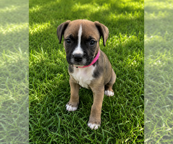 Medium Photo #4 Mutt Puppy For Sale in Mooresville, NC, USA