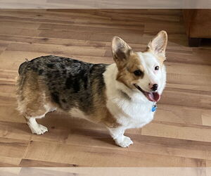 Mutt Dogs for adoption in Denver , CO, USA