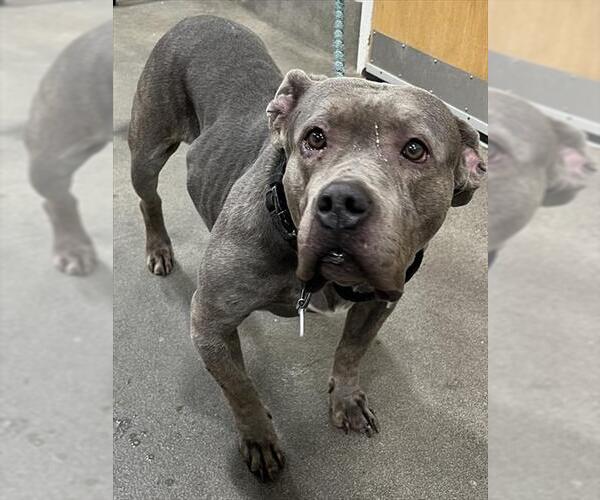 Medium Photo #1 Mutt Puppy For Sale in Forestville, MD, USA