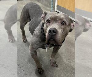 Mutt Dogs for adoption in Forestville, MD, USA