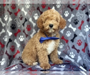 Poodle (Miniature) Puppy for sale in LAKELAND, FL, USA