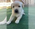 Small Photo #4 Labrador Retriever Puppy For Sale in SATELLITE BEACH, FL, USA