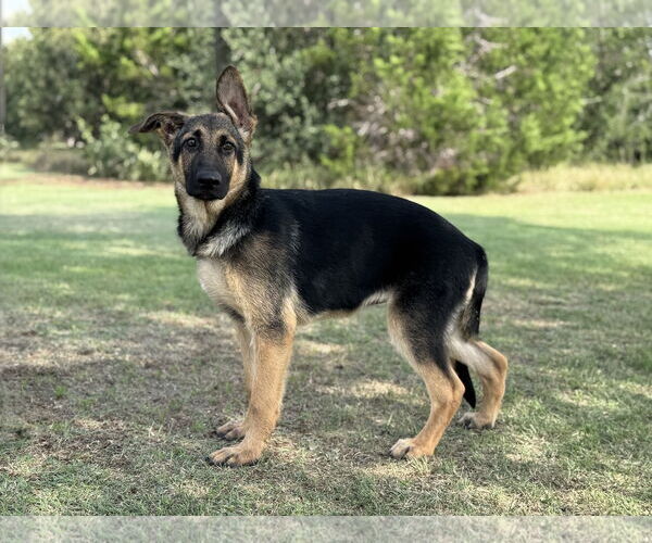 Medium Photo #2 German Shepherd Dog Puppy For Sale in PIPE CREEK, TX, USA