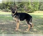 Small #1 German Shepherd Dog