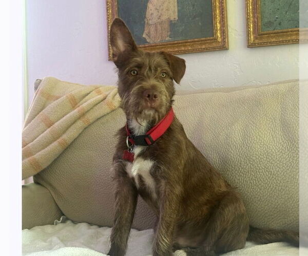 Medium Photo #1 Schnauzer (Giant)-Unknown Mix Puppy For Sale in Lakewood, CO, USA