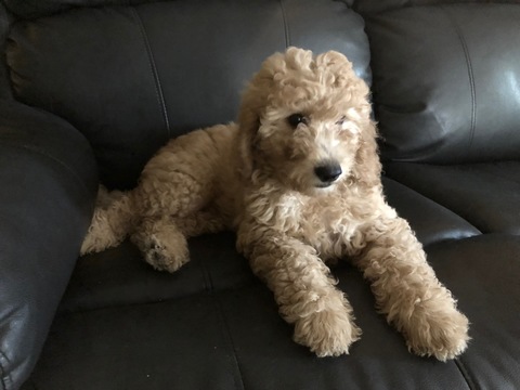 Medium Photo #1 Goldendoodle-Poodle (Miniature) Mix Puppy For Sale in FRISCO, TX, USA