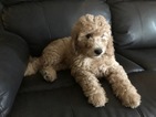 Small Photo #1 Goldendoodle-Poodle (Miniature) Mix Puppy For Sale in FRISCO, TX, USA