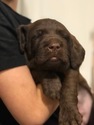 Small Photo #5 Labradoodle Puppy For Sale in DAYTON, VA, USA