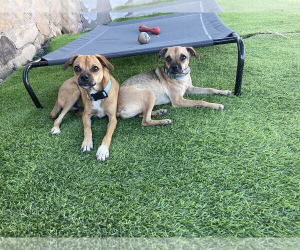 Medium Photo #5 Chihuahua-Unknown Mix Puppy For Sale in Chandler, AZ, USA