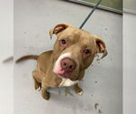 Small American Pit Bull Terrier