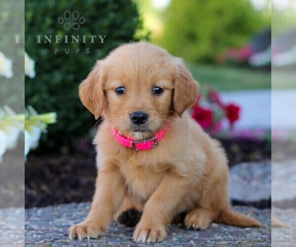 Medium Photo #1 Golden Retriever Puppy For Sale in LITITZ, PA, USA