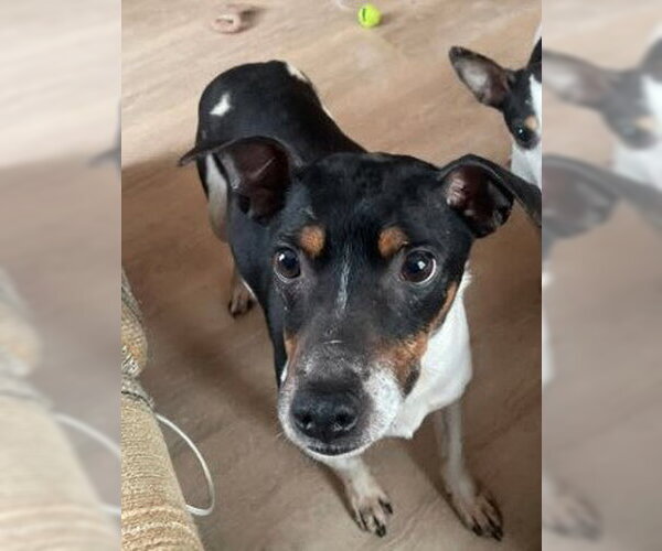 Medium Photo #1 Jack Russell Terrier-Unknown Mix Puppy For Sale in Sheboygan, WI, USA