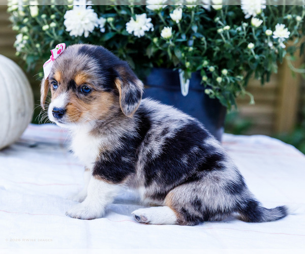 Medium Photo #5 Dorgi Puppy For Sale in WAKARUSA, IN, USA