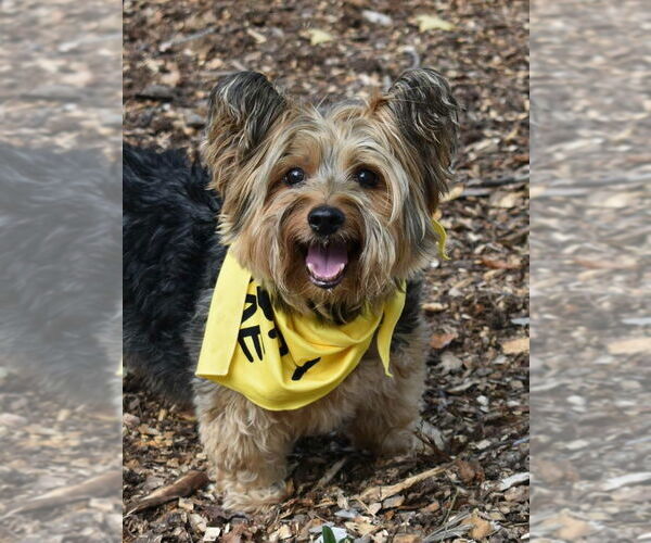 Medium Photo #4 Mutt Puppy For Sale in Spring Lake, NJ, USA