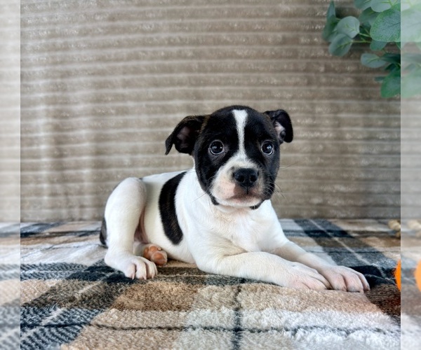 Medium Photo #2 Brat Puppy For Sale in GREENFIELD, IN, USA