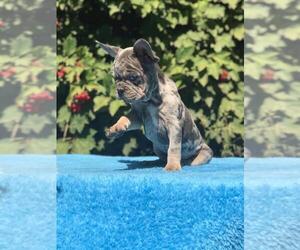 French Bulldog Puppy for sale in HOUSTON, TX, USA