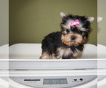 Small #4 Yorkshire Terrier