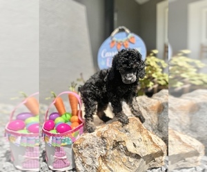 Poodle (Miniature) Puppy for Sale in HERNANDO, Florida USA