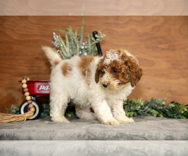 Medium Photo #12 Poodle (Miniature) Puppy For Sale in WOLCOTTVILLE, IN, USA