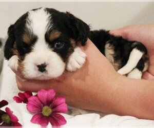 Bernese Mountain Dog-Cavalier King Charles Spaniel Mix Puppy for Sale in COATESVILLE, Pennsylvania USA