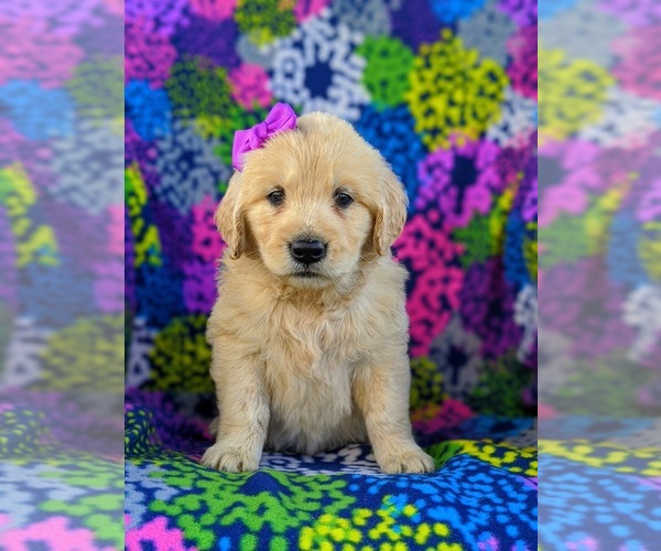Medium Photo #1 Golden Retriever Puppy For Sale in OXFORD, PA, USA