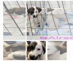 Small Photo #7 Labrador Retriever-Unknown Mix Puppy For Sale in Stephens City, VA, USA
