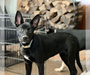 German Shepherd Dog-Unknown Mix Dogs for adoption in Mt. Airy, MD, USA