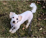 Small #4 Bichon Frise