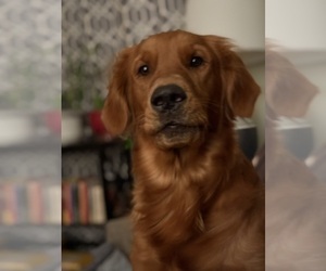 Mother of the Golden Retriever puppies born on 12/22/2025