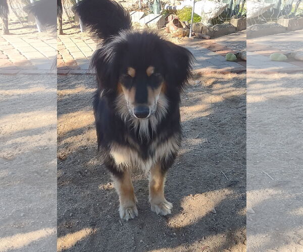 Medium Photo #2 Australian Mountain Dog Puppy For Sale in Apple Valley, CA, USA
