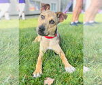 Small Catahoula Leopard Dog