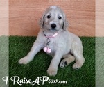 Small Photo #5 Goldendoodle-Poodle (Standard) Mix Puppy For Sale in OVERGAARD, AZ, USA