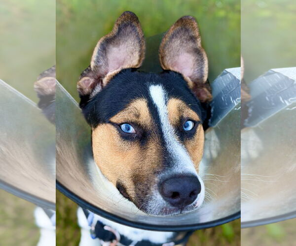 Medium Photo #5 Australian Shepherd-Unknown Mix Puppy For Sale in West Cornwall, CT, USA