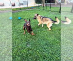Small #4 Doberman Pinscher