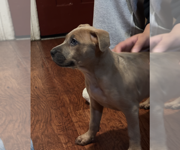 Medium Photo #2 Mutt Puppy For Sale in Dana Point, CA, USA