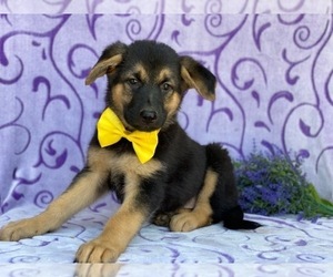 German Shepherd Dog Puppy for sale in LANCASTER, PA, USA
