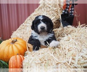 Bernedoodle Puppy for sale in JACKSONVILLE, IL, USA