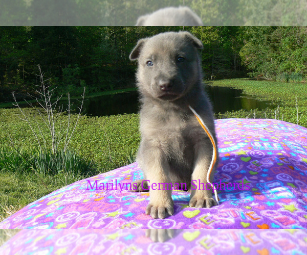Medium Photo #3 German Shepherd Dog Puppy For Sale in PIEDMONT, MO, USA