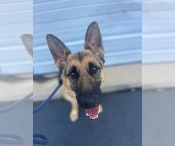 Medium Photo #3 German Shepherd Dog Puppy For Sale in Claremore, OK, USA